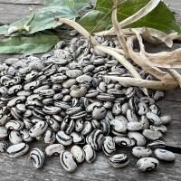 Вкасоля перегіон (Peregion Bean)