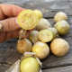 Фізаліс Лакомка (максі) Фізаліс Лакомка (максі)