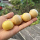 Фізаліс Лакомка (максі) Фізаліс Лакомка (максі)