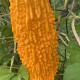 Момордіка Харантія (Momordica charantia) Момордіка Харантія (Momordica charantia)