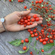 Черрі червона смородина (смородиновий запашний горошок, Currant Sweet Pea) Черрі червона смородина (смородиновий запашний горошок, Currant Sweet Pea)