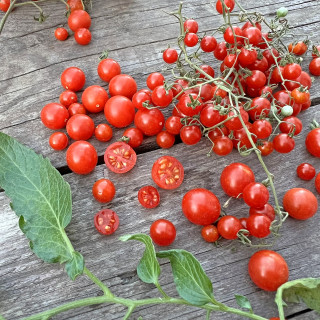 Черрі червона смородина (смородиновий запашний горошок, Currant Sweet Pea) Черрі червона смородина (смородиновий запашний горошок, Currant Sweet Pea)