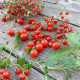 Черрі червона смородина (смородиновий запашний горошок, Currant Sweet Pea) Черрі червона смородина (смородиновий запашний горошок, Currant Sweet Pea)