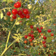 Черрі червона смородина (смородиновий запашний горошок, Currant Sweet Pea) Черрі червона смородина (смородиновий запашний горошок, Currant Sweet Pea)
