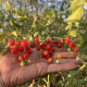 Черрі червона смородина (смородиновий запашний горошок, Currant Sweet Pea) Черрі червона смородина (смородиновий запашний горошок, Currant Sweet Pea)