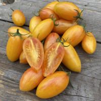 Blush Tiger (РУМ‘ЯНИЙ ТИГР, Блаш, Тигровий рум’янець, Сором’язливий рум’янець)