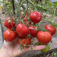 «Гібрид» Тарасенко 2