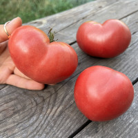 Волове Серце або Бичаче Серце