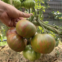 Гарвардський Сквер